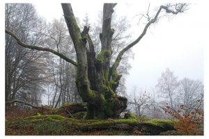 Hutebuche, Schwarze Berge, Rhön (G9II)