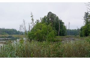 Serrahn, Müritz NP, Mecklenburg-Vorpommern (SL2-S)