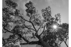 nahe Tempel 36, Shikoku/Japan (SL2-S)