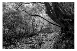 Flussbett, Shikoku/Japan (SL2-S)