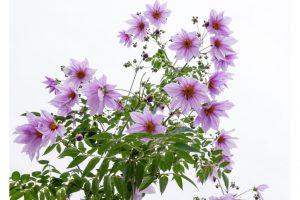 Nature-Color-Tag-18-052-021