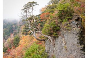 am Tsurugi-san, Shikoku/Japan (SL2-S)