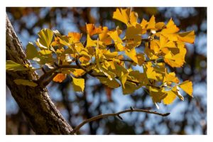 Nature-Color-Tag-8-060-023