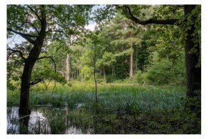 Hutewald bei Boitzenburg, Mecklenburg (SL2-S)