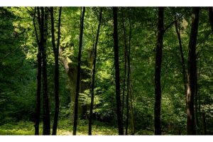 Hutewald bei Boitzenburg, Mecklenburg (SL2-S)