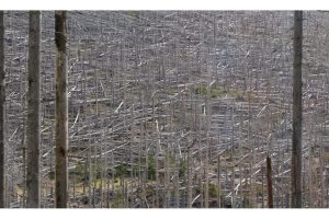 am Brocken, Harz (OM-1)