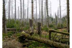 am Oderteich, Harz (OM-1)