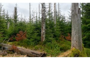 am Oderteich, Harz (OM-1)