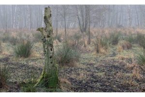 Müritz NP, Mecklenburg (D-Lux 8)