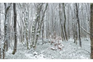 Rotes Moor, Rhön (OM-1)