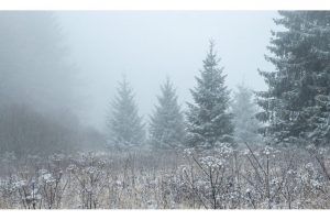 am Roten Moor, Rhön (OM-1)