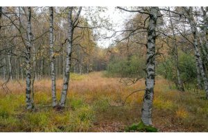 Rotes Moor, Rhön (SL2-S)