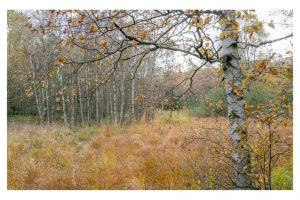 am Roten Moor, Rhön (SL2-S)
