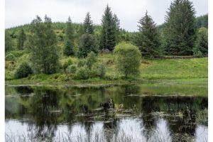 Three Lochs Forest Drive, Schottland (OM-1)