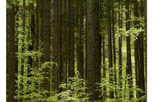 am Eibsee, Zugspitze (X1DII)