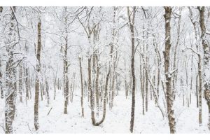 Rotes Moor, Rhön (OM-1)
