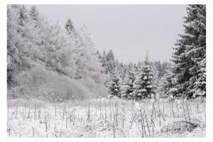 am Roten Moor, Rhön (OM-1)