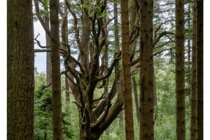 Wald am Loch Lomond, Schottland (OM-1)