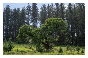 am Loch Lomond, Schottland (OM-1)