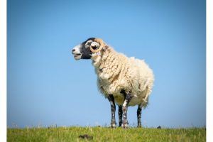 OTS-schottland-2024-web-040