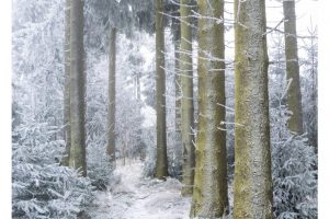 am Schwarzen Moor, Rhön (OM-1)
