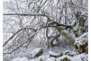 am Schwarzen Moor, Rhön (OM-1)