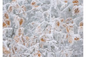 OTS-schwarzes-moor-Dez-2024-023