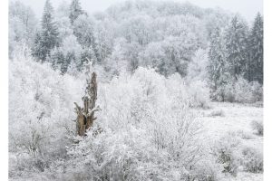am Schwarzen Moor, Rhön (OM-1)