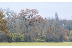 an der alten Rheinschleife, Naturpark Kühkopf-Knoblochsaue (OM-1)