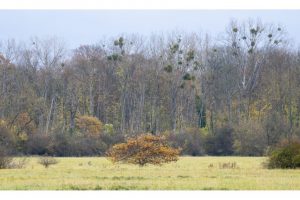 an der alten Rheinschleife, Naturpark Kühkopf-Knoblochsaue (OM-1)