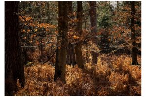 an der Roten Lache bei Hanau (OM-1)