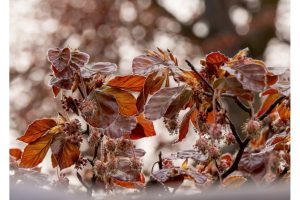 OTS-walks-spring-007