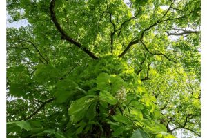 an der Roten Lache bei Hanau (OM-1)