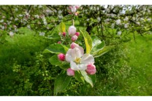 OTS-walks-spring-012