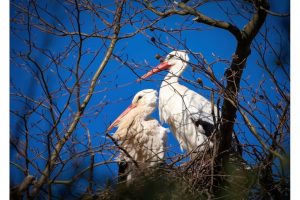 OTS-walks-spring-017