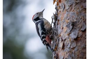 OTS-walks-spring-020