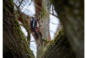 OTS-walks-spring-021