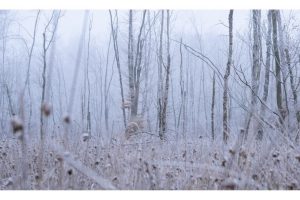 Wald nahe Rodgau (OM-1)