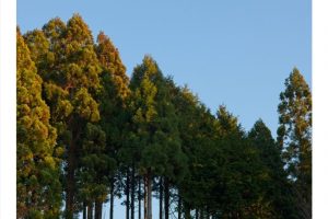 am Koyasan, Japan (SL2-S)