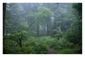 Märchenwald, Wasserkuppe, Rhön (SL2-S)
