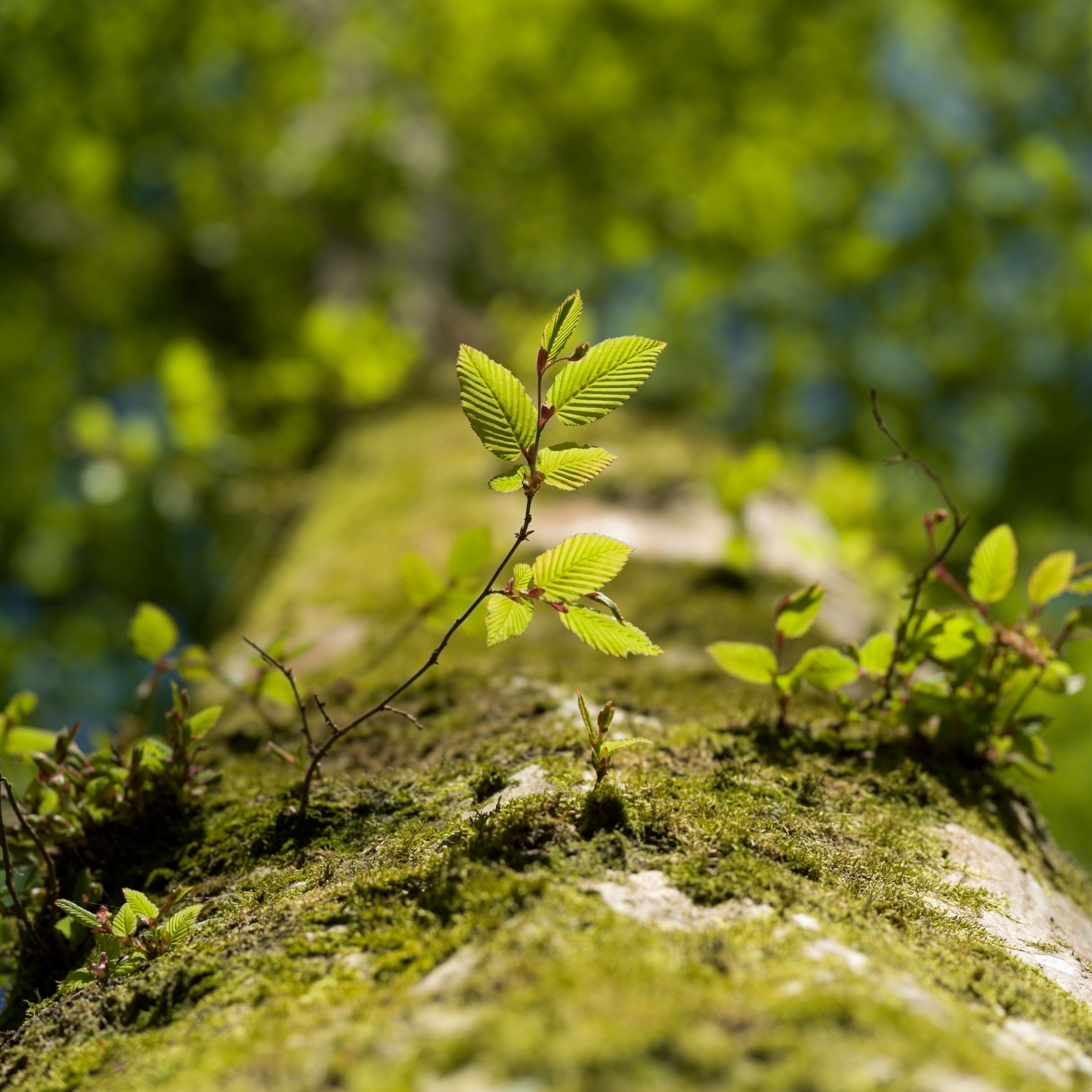 Details und Abstrakt