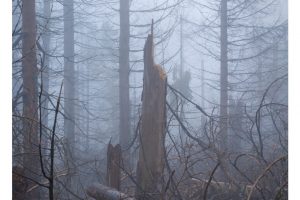 am Oderteich, Harz (X1DII)