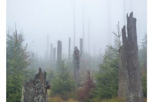 am Oderteich, Harz (X1DII)