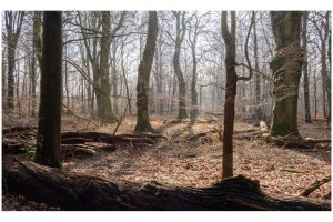 Urwald Sababurg (OM-1)