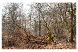 Urwald Sababurg (OM-1)