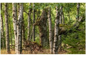 Schwarzes Moor (SL2-S)